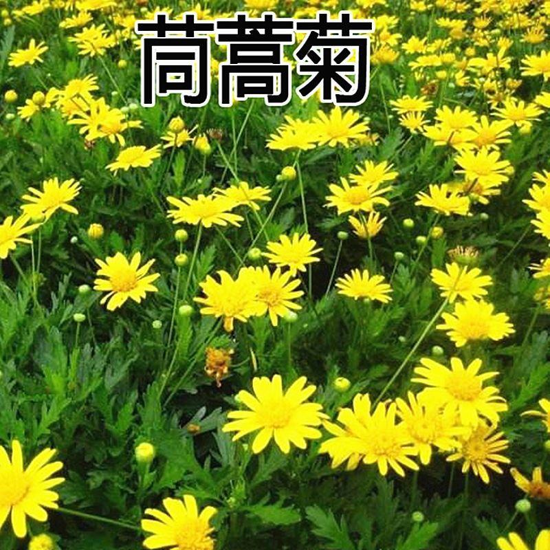 茼蒿菊种子黄金菊花种籽春播木茼蒿四季开花室外花草易种易活