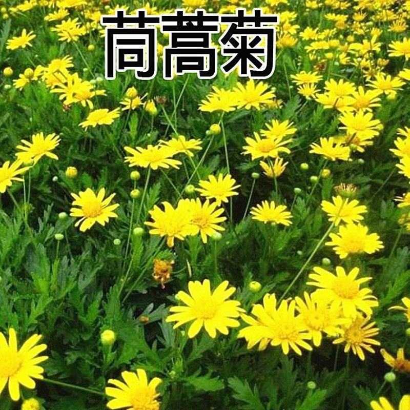 茼蒿菊种子黄金菊花种籽春播木茼蒿四季开花室外花草易种易活