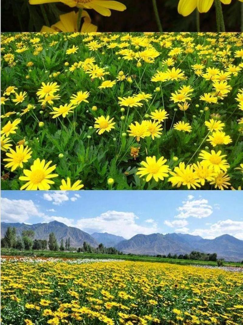 茼蒿菊种子黄金菊花种籽春播木茼蒿四季开花室外花草易种易活
