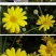 茼蒿菊种子黄金菊花种籽春播木茼蒿四季开花室外花草易种易活
