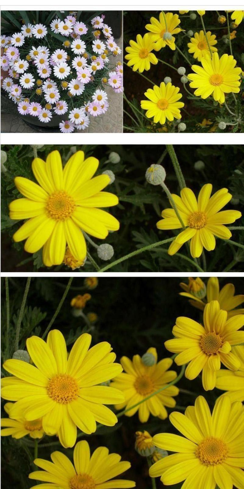 茼蒿菊种子黄金菊花种籽春播木茼蒿四季开花室外花草易种易活