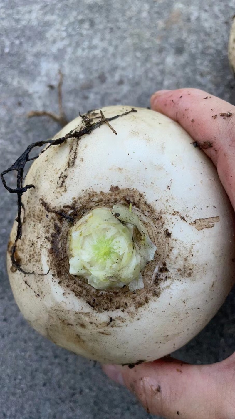 高山泥巴圆头萝卜，又耙又甜，承接各种电商平台批发市场