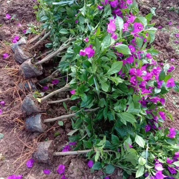 三角梅四季开花勤花盆栽重瓣老桩花苗爬藤驱蚊绿植外庭院花卉