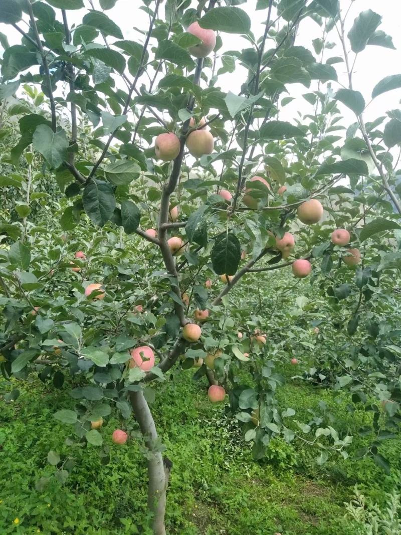 阿坝州茂县高山冰糖心红富士不要袋自然成熟阳光足