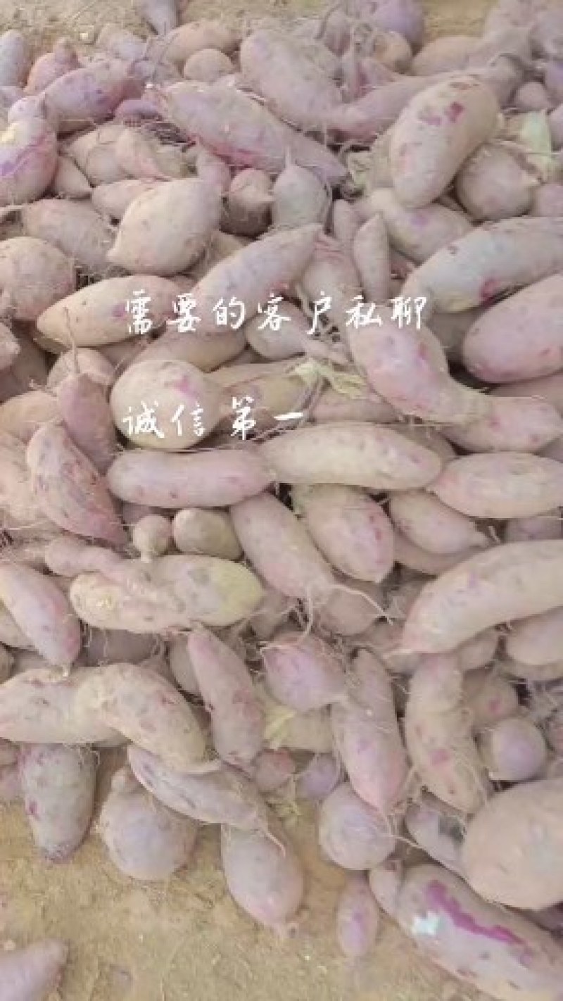 紫薯紫罗兰，纯沙土山岭地，香甜软糯面，质量保证，价格优惠