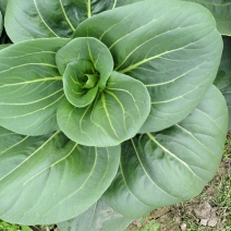 苏妃青菜（太湖菜）大量上市，杭州，苏州，上海等地皆可