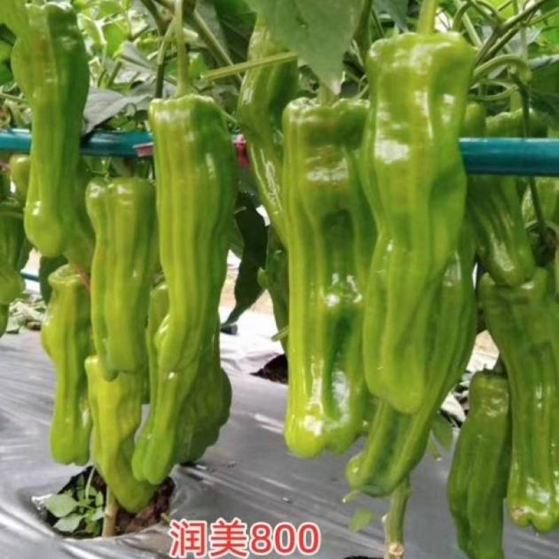 润美800薄皮椒种子苏润黄绿竖条纹薄皮泡椒灯笼椒皱皮辣椒
