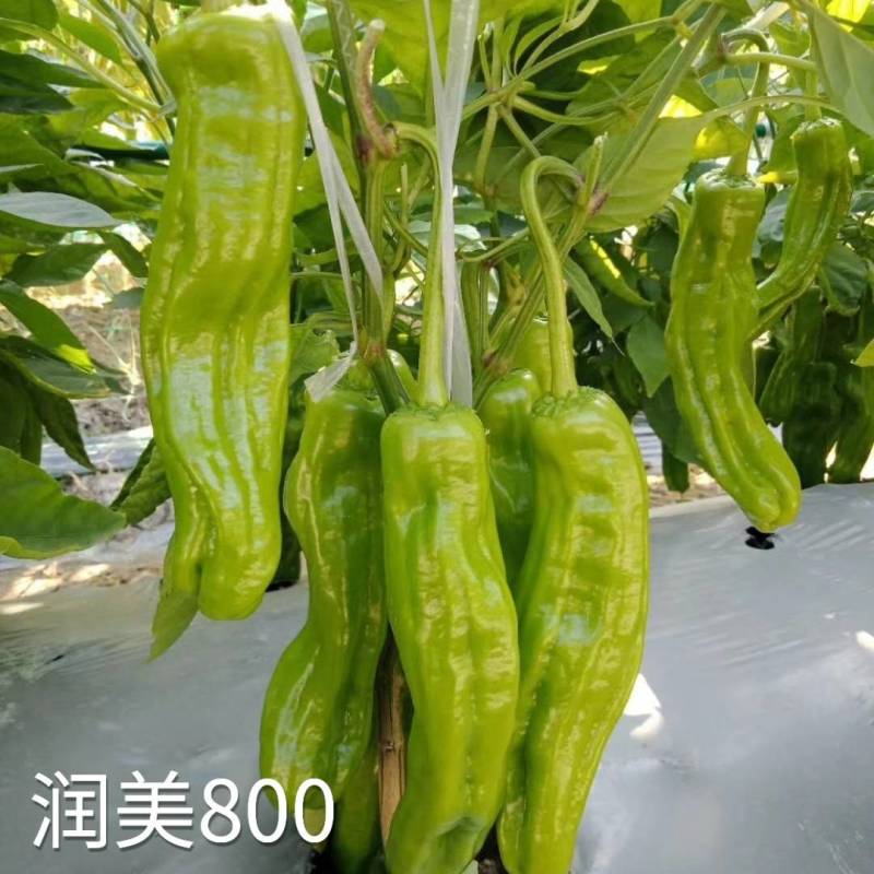 润美800薄皮椒种子苏润黄绿竖条纹薄皮泡椒灯笼椒皱皮辣椒