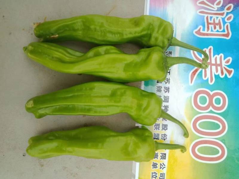 润美800薄皮椒种子苏润黄绿竖条纹薄皮泡椒灯笼椒皱皮辣椒