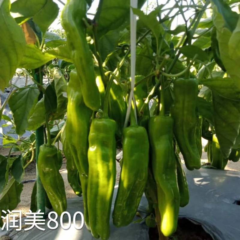 润美800薄皮椒种子苏润黄绿竖条纹薄皮泡椒灯笼椒皱皮辣椒