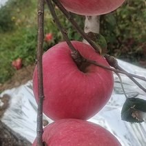 辽宁葫芦岛绥中苹果-寒富苹果产地现货品质好