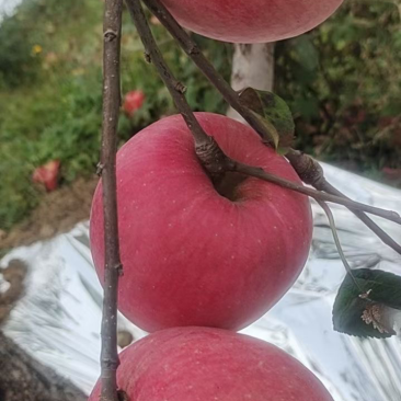 辽宁葫芦岛绥中苹果-寒富苹果产地现货品质好