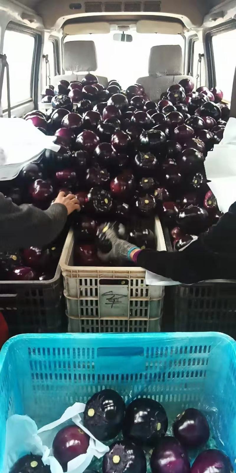 优质农产品生产基地！大名县圆茄，产地直供，代收代发。