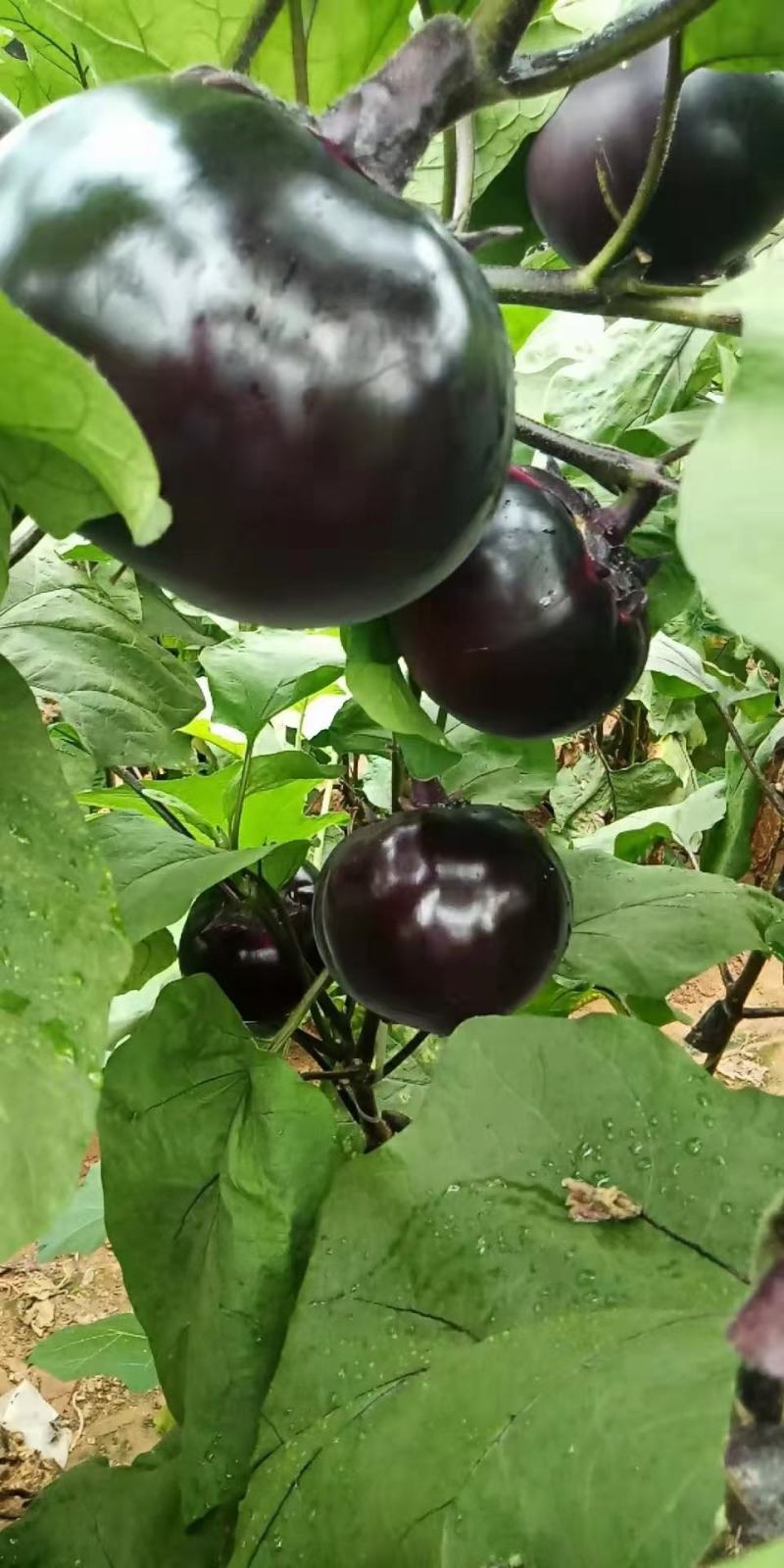 优质农产品生产基地！大名县圆茄，产地直供，代收代发。