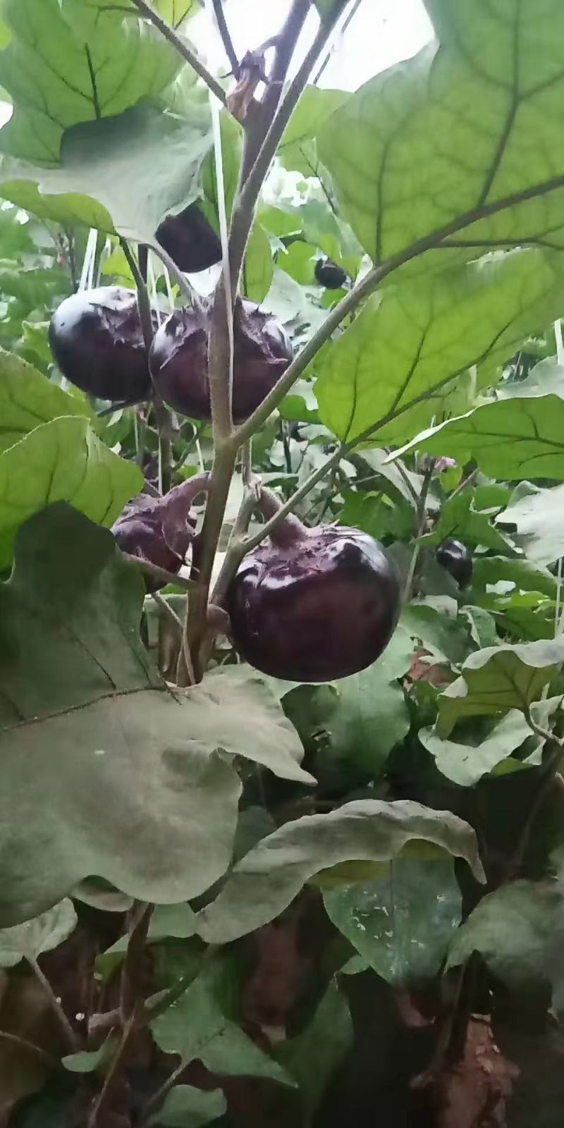 优质农产品生产基地！大名县圆茄，产地直供，代收代发。