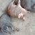 育肥猪