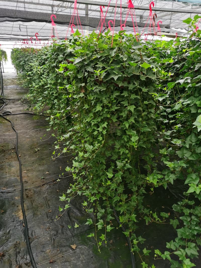 360青叶常春藤藤长80公分左右四季常青藤本植物