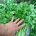 大量出售香菜