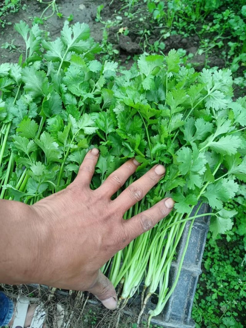 大量出售香菜
