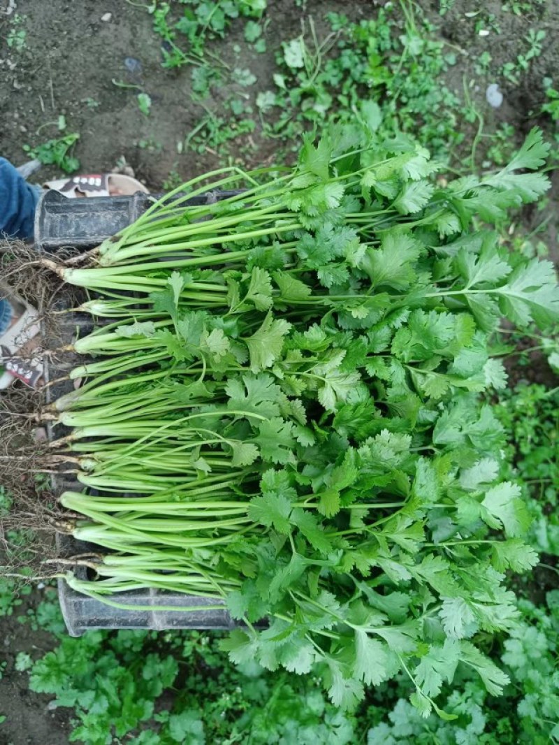 大量出售香菜