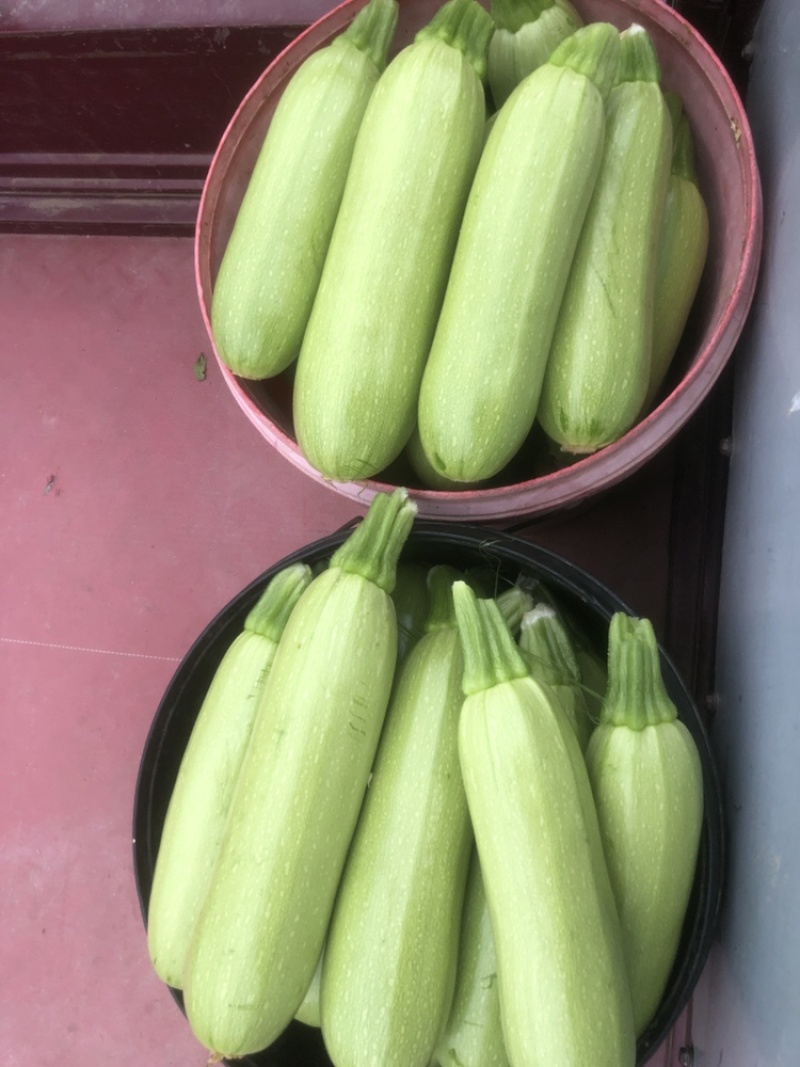 山东青州西葫芦，原产地，大量，重0.8左右，全国都可发货