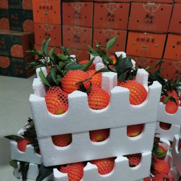 爱媛果冻橙。套袋果一件代发，当天采摘当天发货