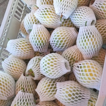 精品钦蜜九号新鲜发货