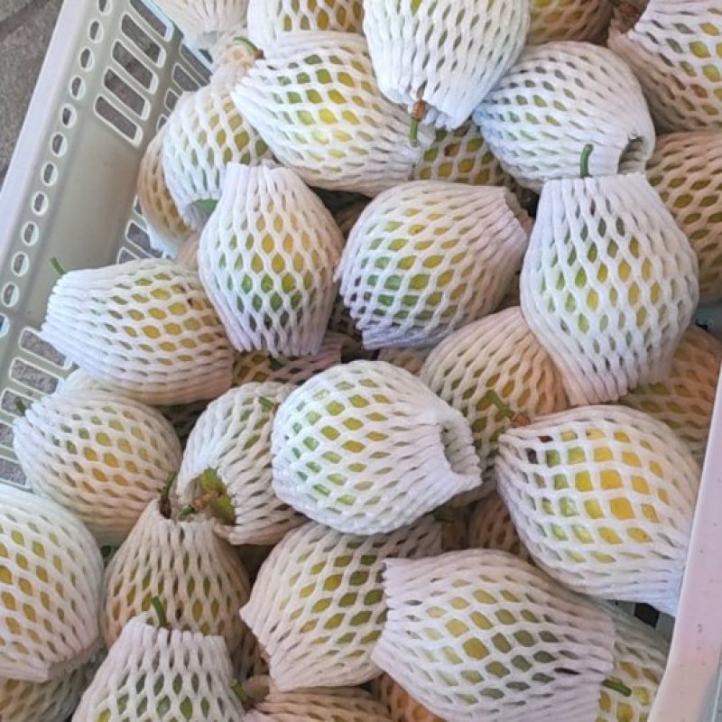 精品钦蜜九号新鲜发货