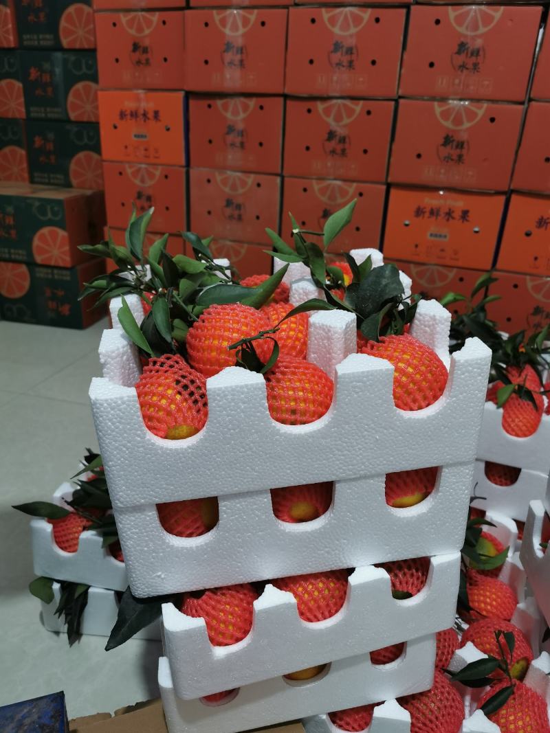 爱媛果冻橙。套袋果一件代发，当天采摘当天发货