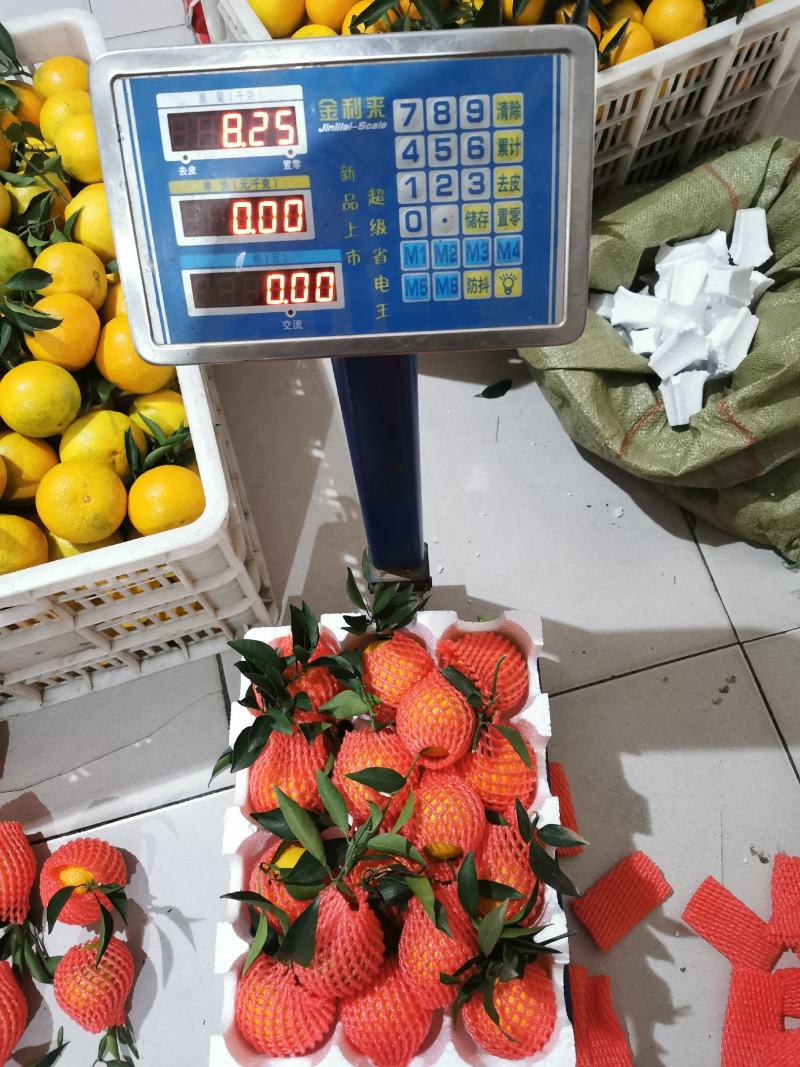 爱媛果冻橙。套袋果一件代发，当天采摘当天发货