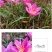 风雨兰种球韭兰花葱兰球根土培盆栽植物室内花卉阳台庭院美化