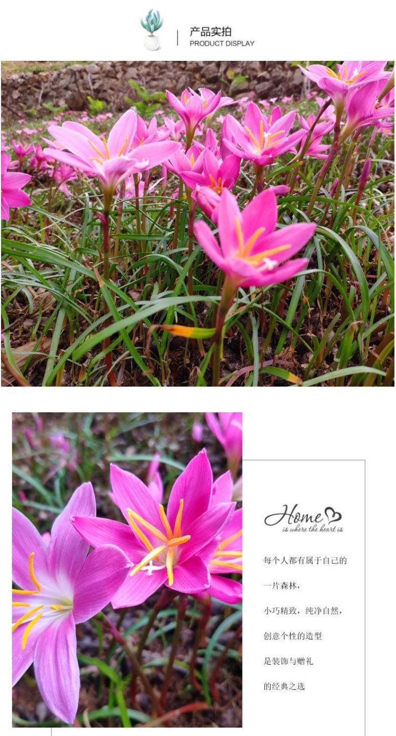 风雨兰种球韭兰花葱兰球根土培盆栽植物室内花卉阳台庭院美化