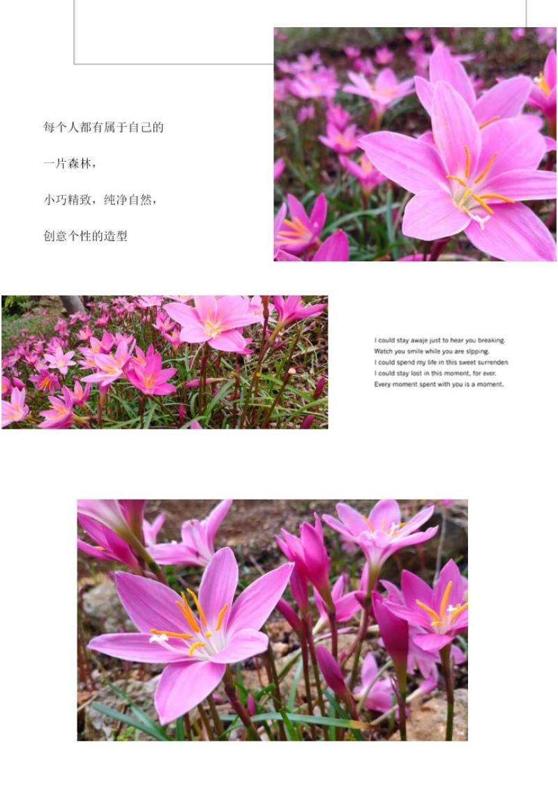 风雨兰种球韭兰花葱兰球根土培盆栽植物室内花卉阳台庭院美化