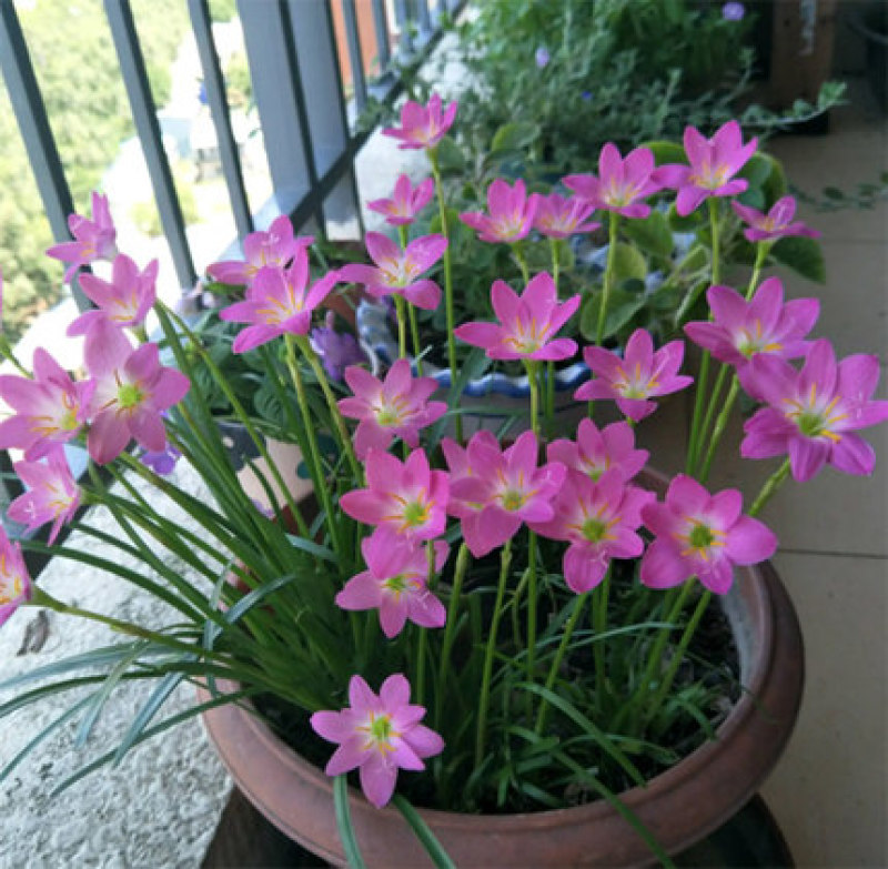 风雨兰种球韭兰花葱兰球根土培盆栽植物室内花卉阳台庭院美化
