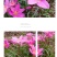 风雨兰种球韭兰花葱兰球根土培盆栽植物室内花卉阳台庭院美化
