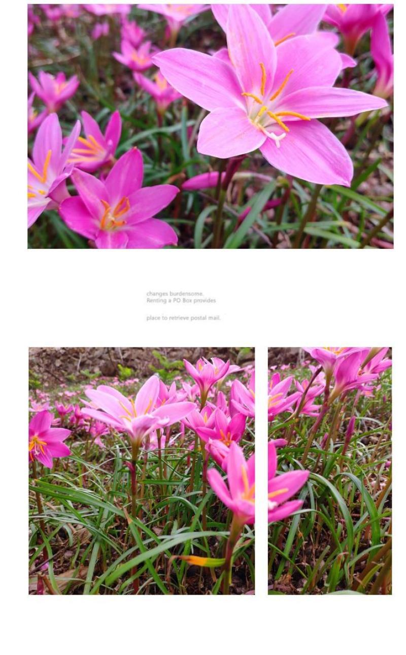 风雨兰种球韭兰花葱兰球根土培盆栽植物室内花卉阳台庭院美化
