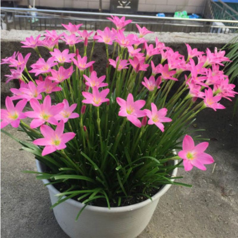 风雨兰种球韭兰花葱兰球根土培盆栽植物室内花卉阳台庭院美化