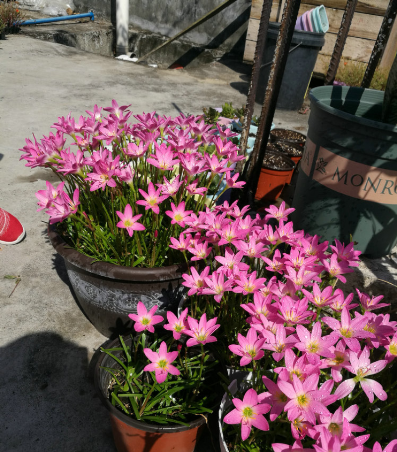 风雨兰种球韭兰花葱兰球根土培盆栽植物室内花卉阳台庭院美化