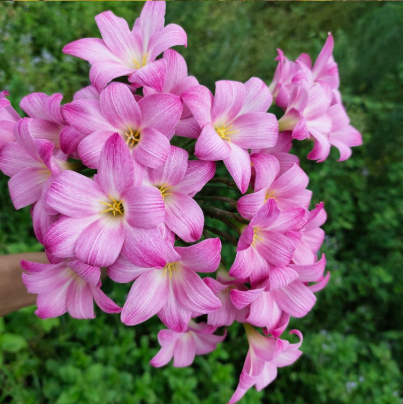 风雨兰种球韭兰花葱兰球根土培盆栽植物室内花卉阳台庭院美化