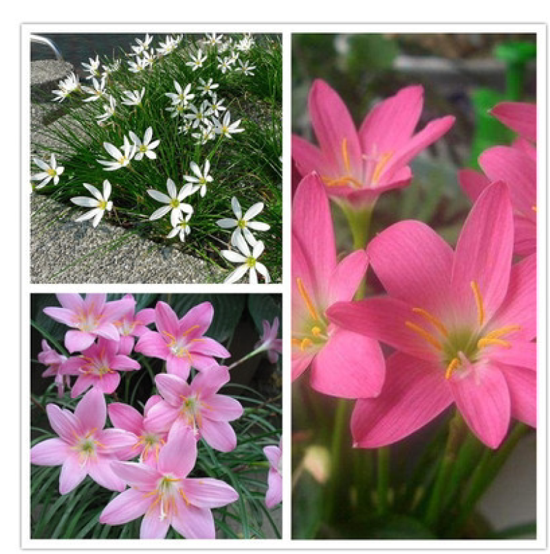 风雨兰种球韭兰花葱兰球根土培盆栽植物室内花卉阳台庭院美化