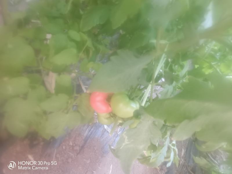 西红柿大量出货