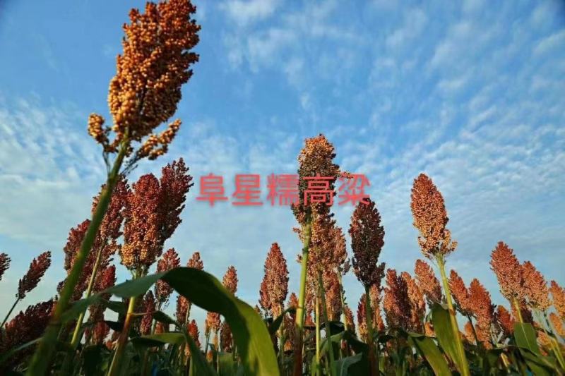 高粱