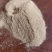 花生壳粉，用于饲料厂，饲料原料添加，养殖用户