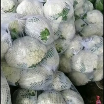 河北省昌黎县精品有机花大量上市供应各大商超平台