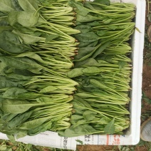 【优选】山东产地冷棚波菜，精品普通，天天有现货，欢迎来电