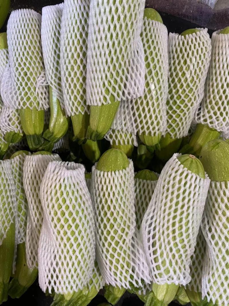 绿皮西葫芦，个头大小均匀，量大，单个个头0.8-1