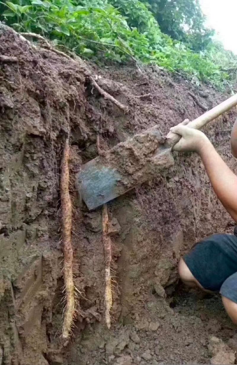 大量新鲜出土的铁棍山药质量保障诚信为本欢迎来电