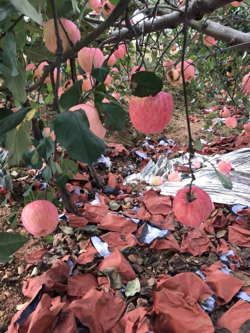 山东纸袋红富士苹果鲜果大量供应优质货源对接电商商超