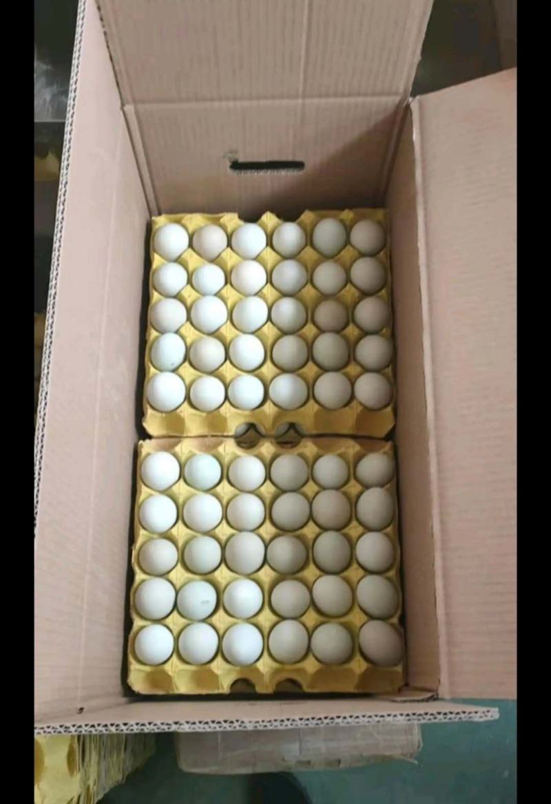 [鸡场直发精品红芯]新鲜绿壳蛋，360枚/箱