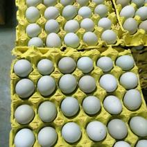 [鸡场直发精品红芯]新鲜绿壳蛋，360枚/箱